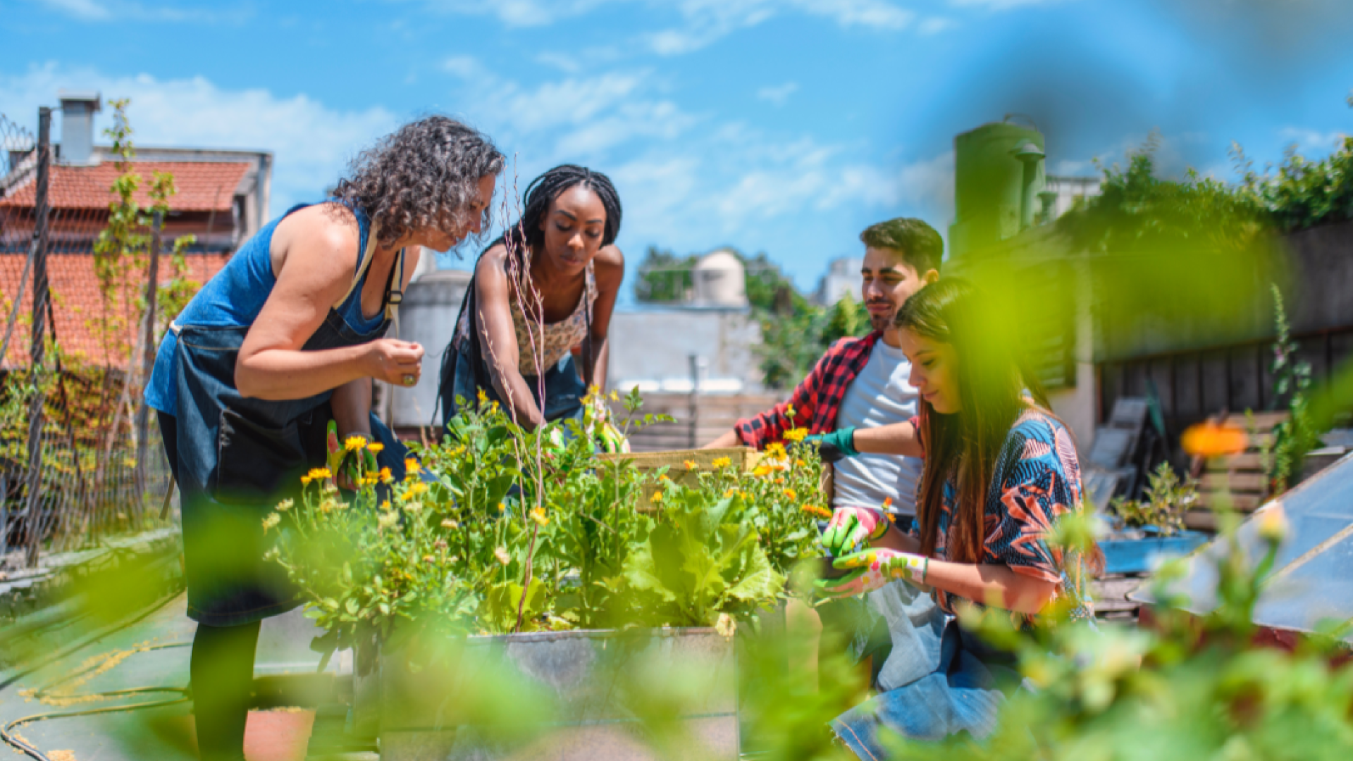 four people tend to a community garden