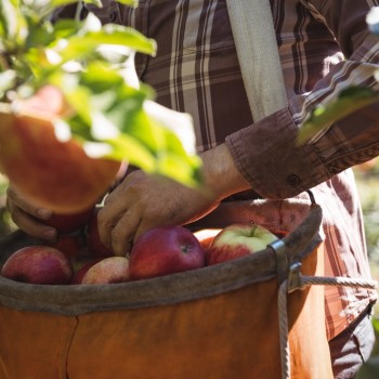 Photo of a farmworker collecting apples in an orange basket